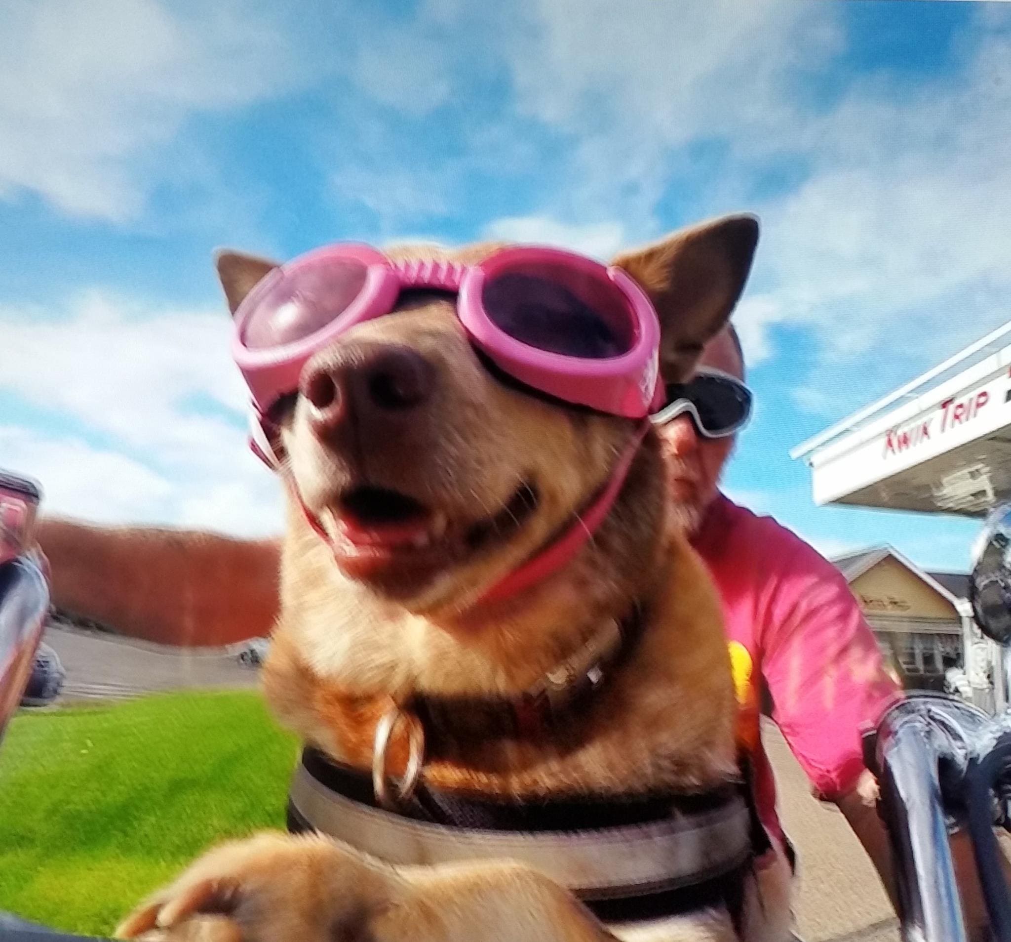 Harley Rose is a dog who loves motorcycles more than anything, except her owner!