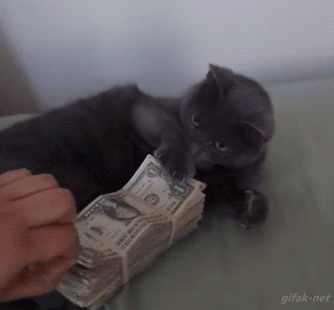 cat cash